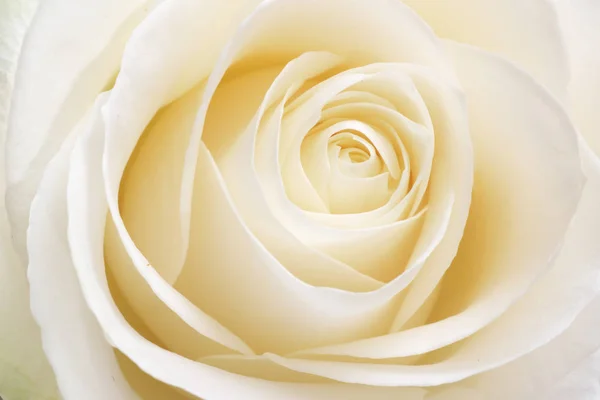 Rosa Branca Fresca Suave Bonita Perto Composição Natureza Macro — Fotografia de Stock