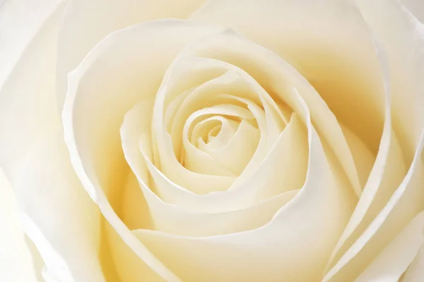 Hermosa Rosa Blanca Fresca Suave Cerca Composición Naturaleza Macro — Foto de Stock