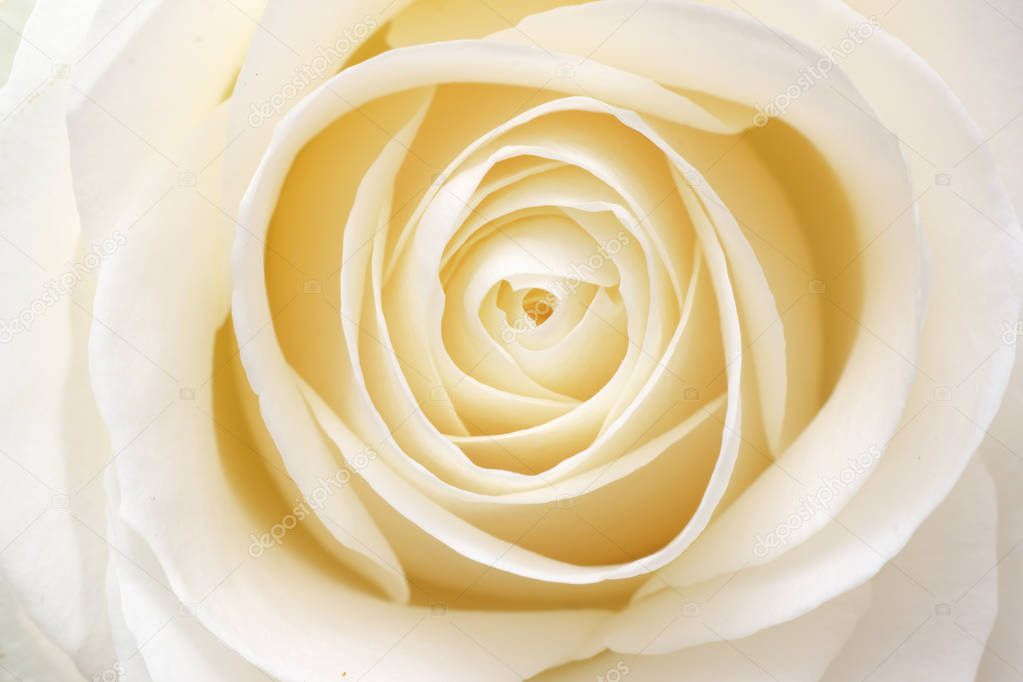Beautiful soft fresh white rose close up. Macro nature composition.