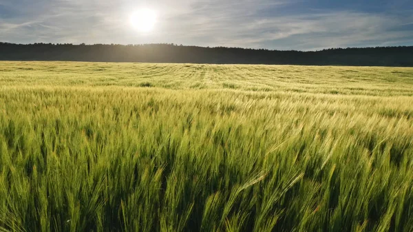 Луг Пшениці Світанку Склад Природи — стокове фото
