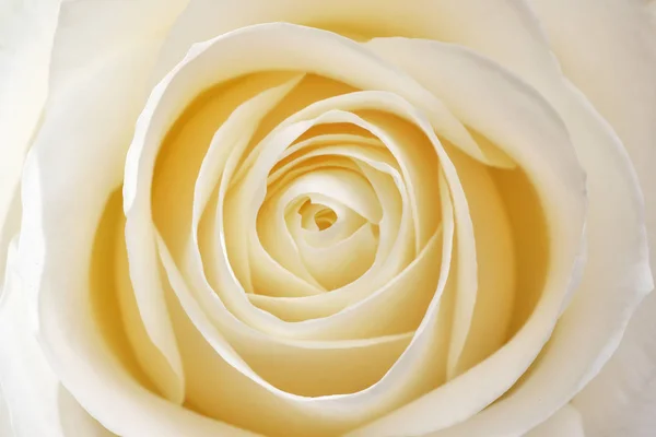 Hermosa Rosa Blanca Fresca Suave Cerca Composición Naturaleza Macro — Foto de Stock