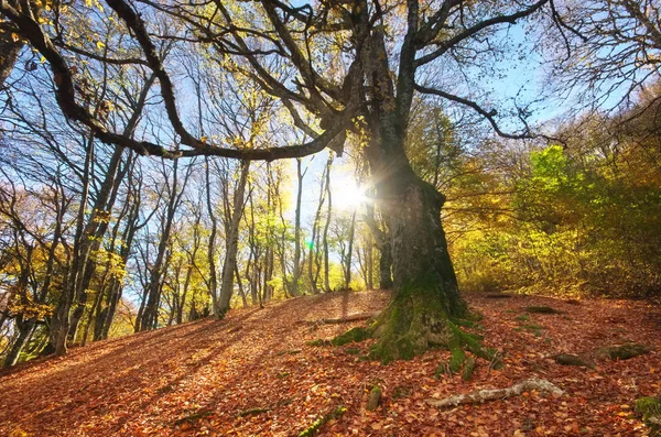 Pod Duże Drzewo Jesień Lesie Kompozycja Natura — Zdjęcie stockowe