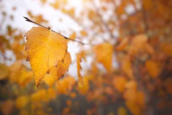 Podzimní Listí Bříza Složení Přírodní — Stock fotografie