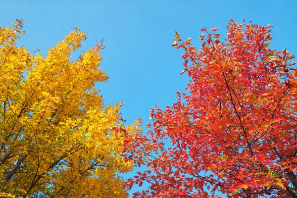 青い空を背景オレンジ色の秋の葉 自然組成 — ストック写真
