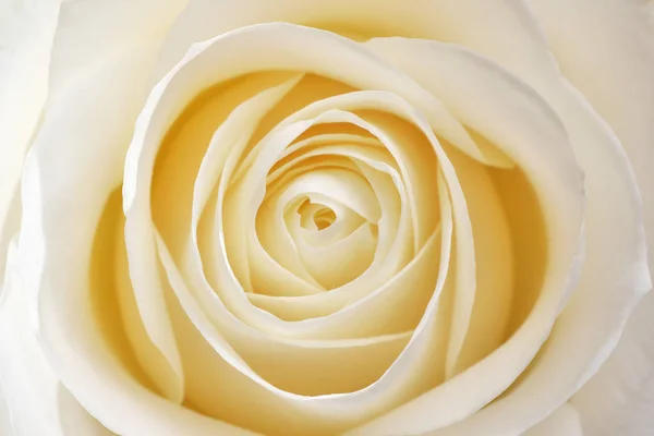 Krásné Měkké Čerstvé Bílé Růže Zavřít Makro Přírodní Složení — Stock fotografie