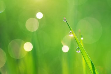 yağmur damlası makro. doğanın kompozisyon.