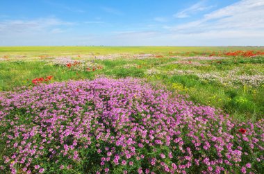 Çayırda bahar çiçekleri. Güzel manzaralar.