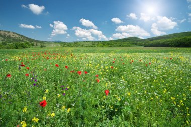 Bahar çayır çiçek. Doğa manzara kompozisyon.
