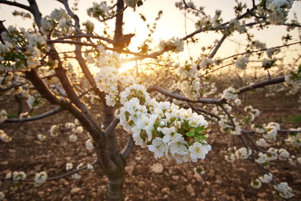 Sweet Cherry Garden Zachód Słońca Charakter Rolnictwa Skład — Zdjęcie stockowe