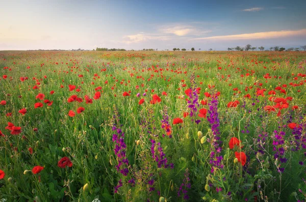 草原の春の花 美しい風景 — ストック写真