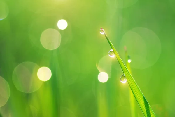 Macro Raindrop Composition Nature — Stock Photo, Image