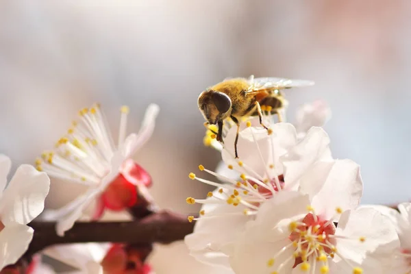 Μέλισσα Άσπρο Δέντρο Βερικοκιών Λουλούδι Άνοιξη Μακροεντολή Φύση Σύνθεση — Φωτογραφία Αρχείου