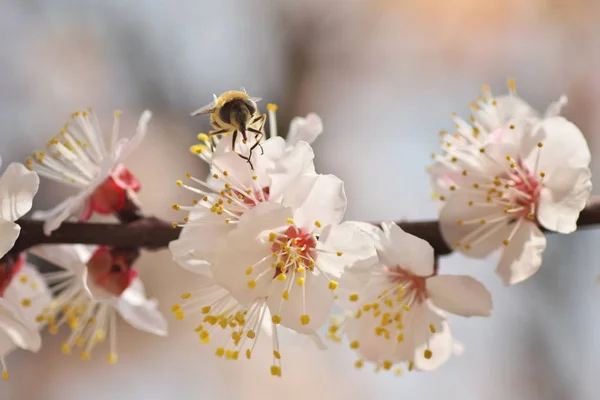 Biene Auf Weißem Frühlingsbaum Aprikosenblüte Zusammensetzung Der Makronatur — Stockfoto