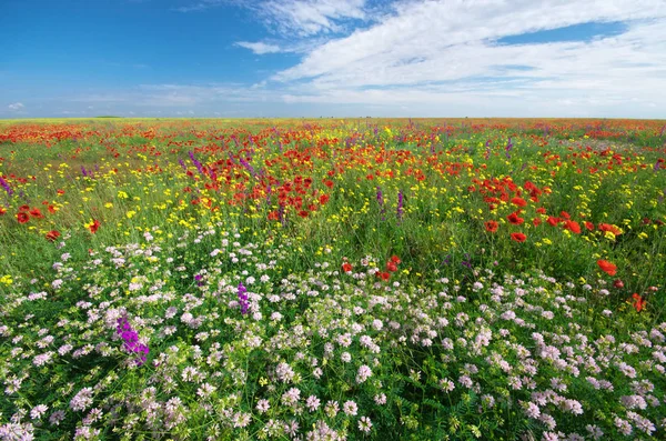 Çayırda Bahar Çiçekleri Güzel Manzaralar — Stok fotoğraf