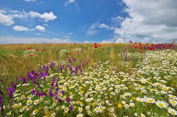 雏菊春天草甸和麦子 自然的构成 — 图库照片