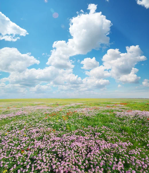 Весняні Квіти Лузі Красиві Пейзажі — стокове фото