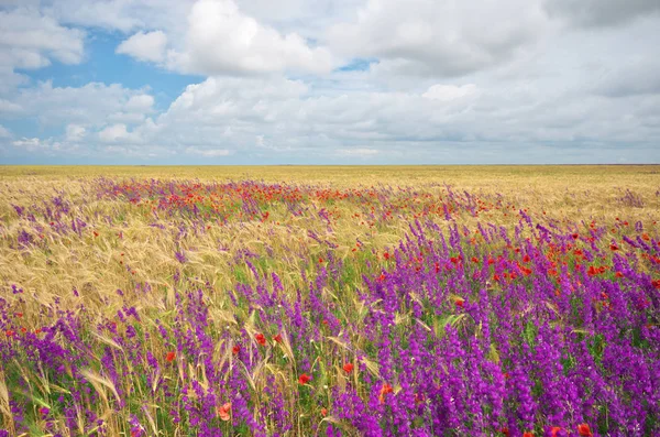 Weide Van Tarwe Lente Bloemen Samenstelling Van Natuur — Stockfoto