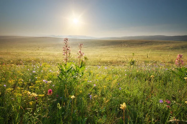 早晨自然草甸风景 春天的花朵 平静的场景 — 图库照片