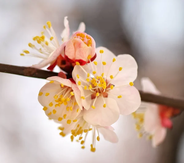 Vårblomster Aprikostre Naturens Sammensetning – stockfoto