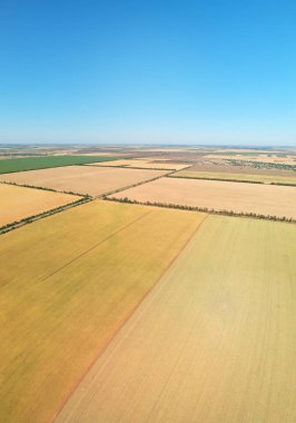 Buğday çayır hava Panoraması.