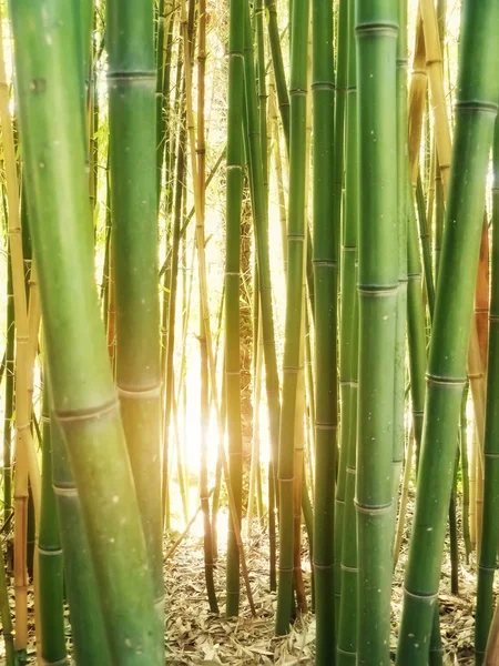 Bamboo background sunshine — Stock Photo, Image