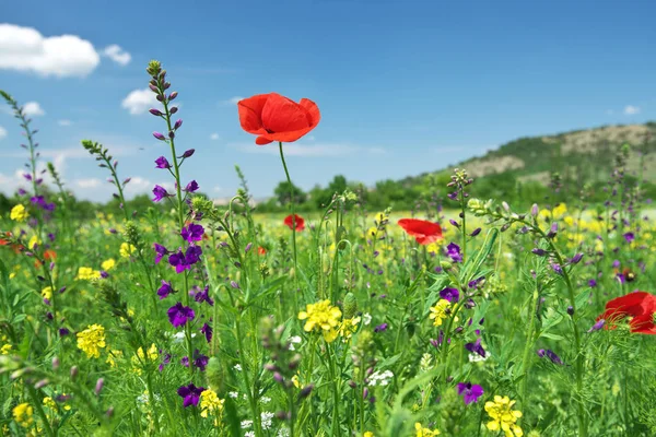 Rote Mohnblume Porträt in der grünen Wiese auf blauem Himmel — Stockfoto