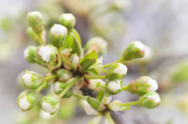 Vårens knoppar på träd — Stockfoto