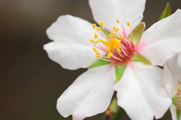 Jarní mandlový květ — Stock fotografie