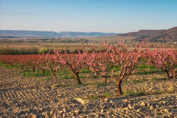 Frutteto fiorito giardino primaverile . — Foto Stock