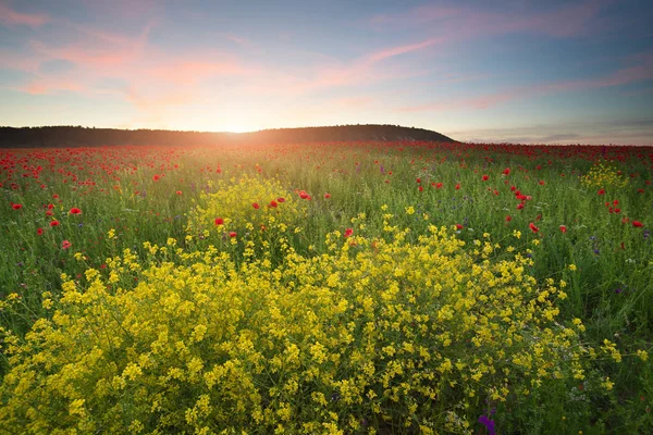 Frühlingsblumen auf der Wiese. — Stockfoto