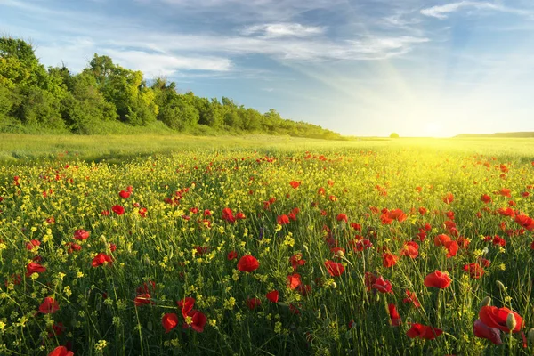 Spring flowers in meadow. — Stock Photo, Image