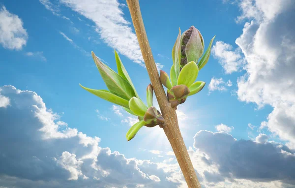 Spring bud of lilac — Stock Photo, Image