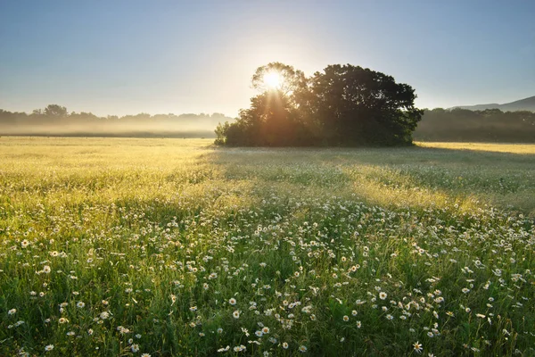 Daisy meadow on foggy morning — Stock Photo, Image