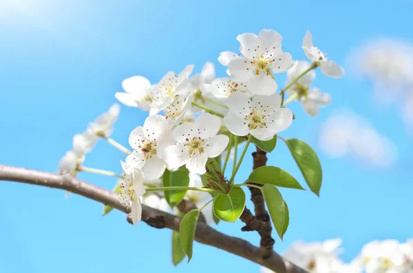 Frühlingsblume und Knospe am Baum. — Stockfoto