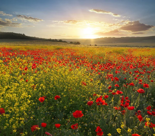 Vårblommor i äng. — Stockfoto