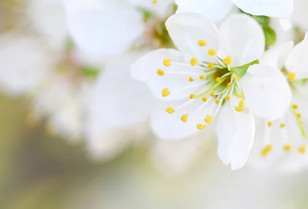 Vårblomma på träd. — Stockfoto