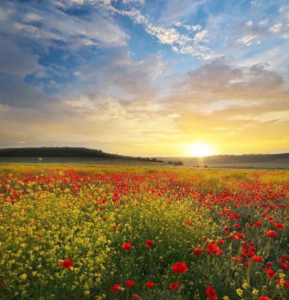 Frühlingsblumen auf der Wiese. — Stockfoto