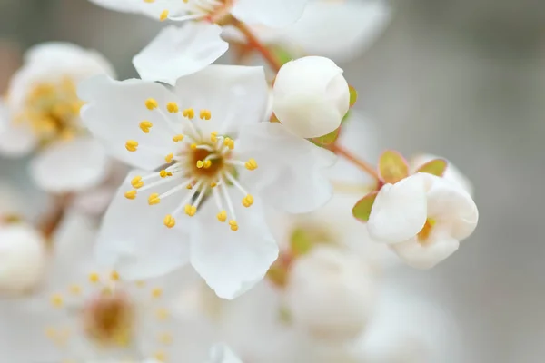 Весенний цветок и бутон на дереве — стоковое фото