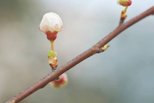 Macro de flor de broto de primavera — Fotografia de Stock