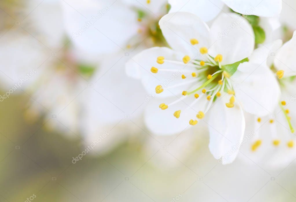 Spring flower on tree. 