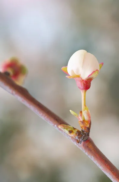 Makró, tavaszi virág, rügy — Stock Fotó