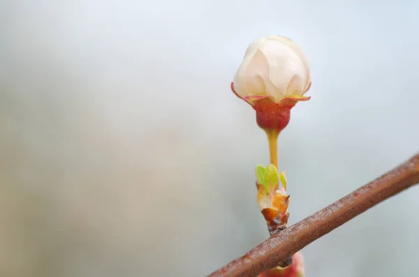 Macro de fleur de bourgeon de printemps — Photo