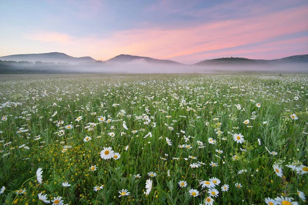 Daisy meadow on foggy morning. — Stock Photo, Image