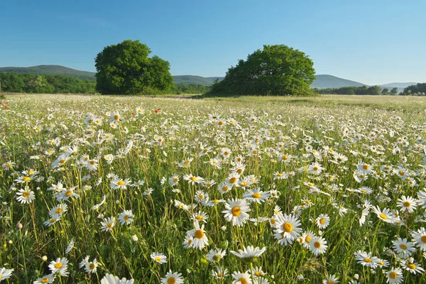 Daisy meadow at day. — Stock Photo, Image