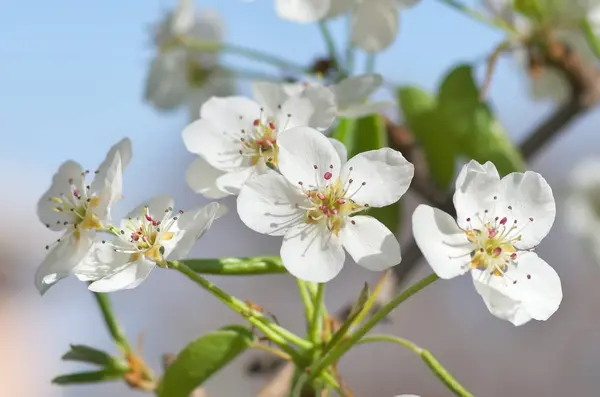 Jarní květina a bud na stromě. — Stock fotografie