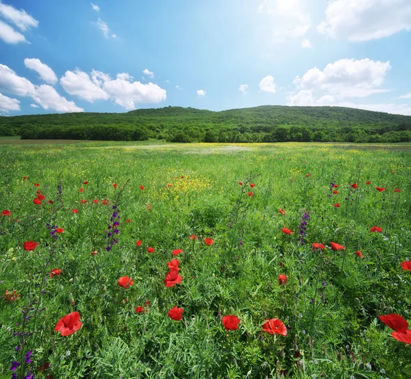 Lente medoaw van bloemen. — Stockfoto