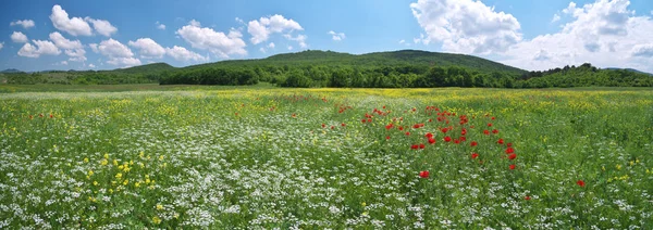 Frühlingsmedoaw der Blumen — Stockfoto