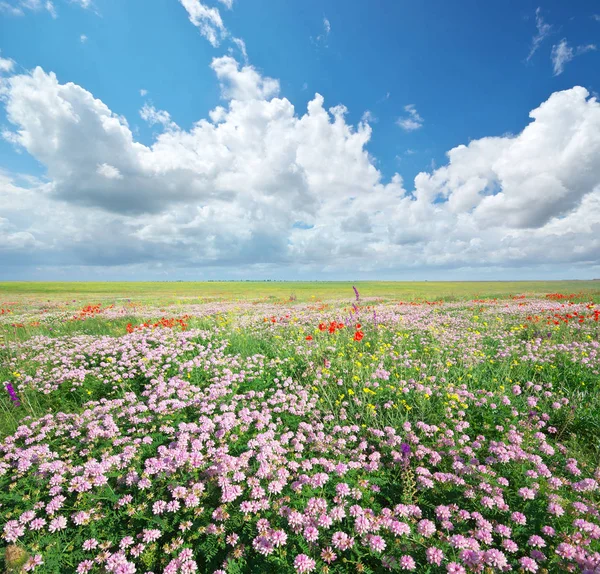 Lente weide van bloemen. — Stockfoto