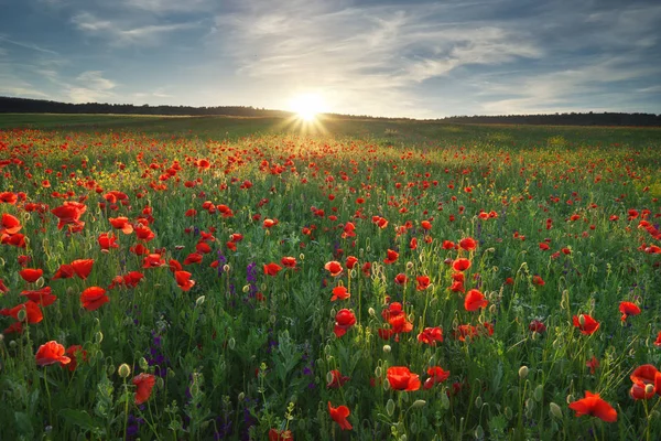 Våren medoaw av vallmo blommor — Stockfoto