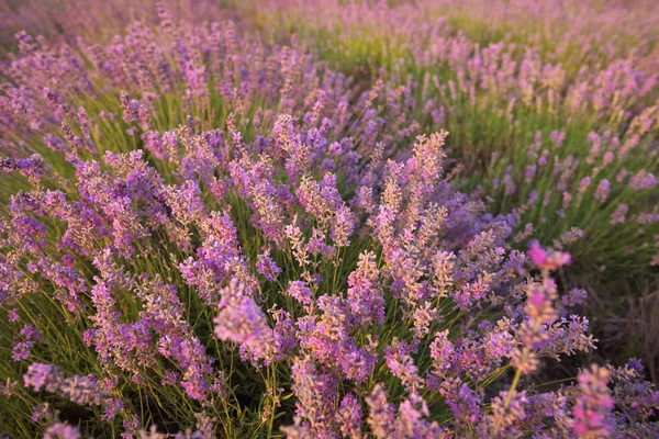 Bush of lavender at sunset. — Stock Photo, Image